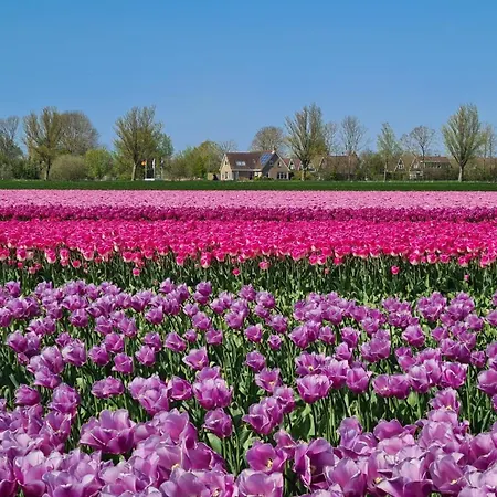 503a Op Recreatiepark De Wielen Chalé *